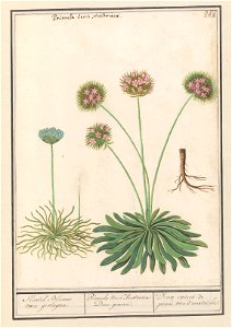 IdentificatieTitel(s): Sleutelbloem (Primula)Sleutel Bloeme twee geslagten. / Primula Veris Austriaca Duo genera. / Deux espèces de prime vere d'austriche (titel op object)Objecttype: tekening Objectn