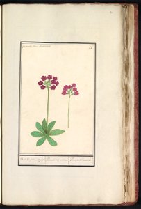 IdentificatieTitel(s): Sleutelbloem (Primula)Bak-Kruyd van oostenrijk / Primula Veris austriaca / Prime verd D'autriche. (titel op object)Objecttype: tekening Objectnummer: RP-T-BR-2017-1-8-80Omschrij