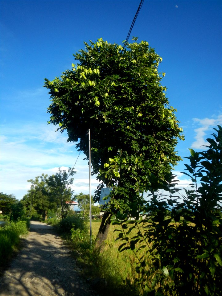Plaridel-Bustos, Bulacan Provincial Road to San Jose-Bulihan, Plaridel, Bulacan Provincial Road Paddy fields, grasslands, trees, fishponds and irrigation canals (Sitio Matabubok, San Jose, Plaridel, B