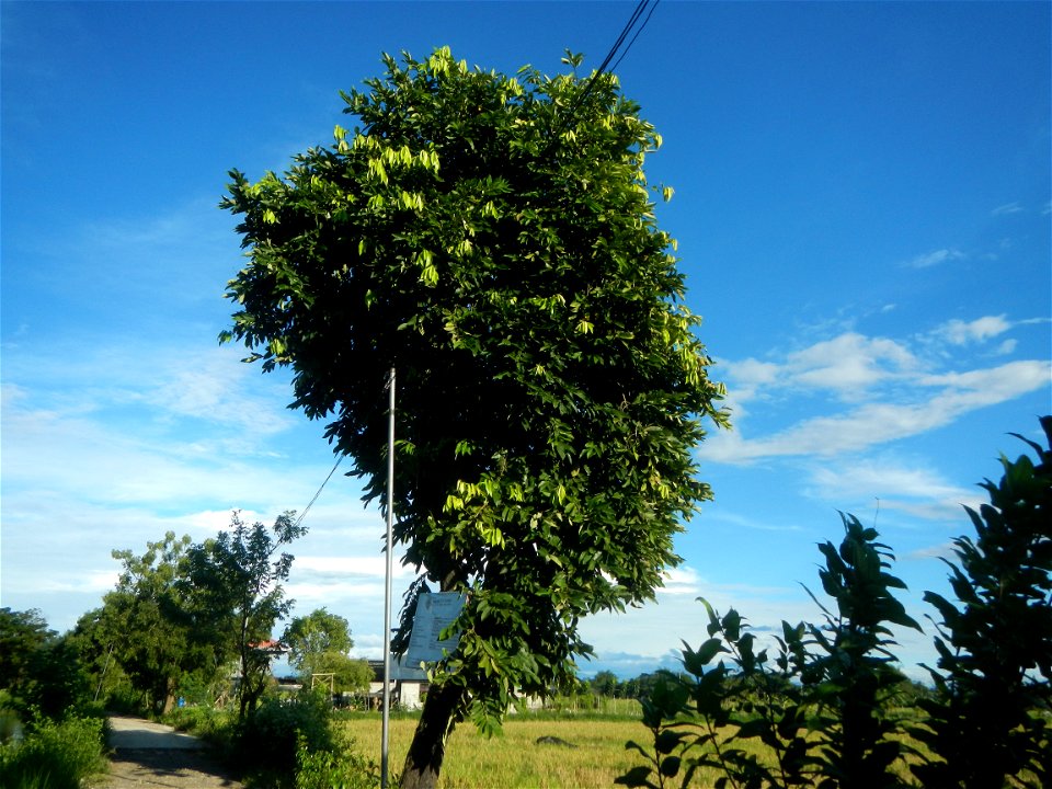 Plaridel-Bustos, Bulacan Provincial Road to San Jose-Bulihan, Plaridel, Bulacan Provincial Road Paddy fields, grasslands, trees, fishponds and irrigation canals (Sitio Matabubok, San Jose, Plaridel, B