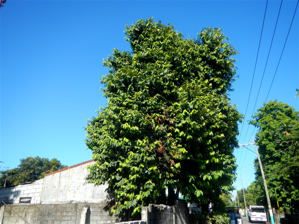 Diospyros blancoi Rueda, Plaridel, Bulacan Elementary School Dampol - Rueda, Plaridel, Bulacan Municipal and Farm-to-Market Roads (Construction of Plaridel - Calumpit, Bulacan via San Marcos Road) Con