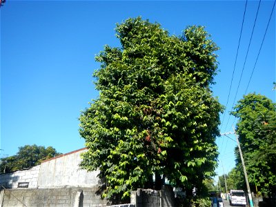 Diospyros blancoi Rueda, Plaridel, Bulacan Elementary School Dampol - Rueda, Plaridel, Bulacan Municipal and Farm-to-Market Roads (Construction of Plaridel - Calumpit, Bulacan via San Marcos Road) Con photo