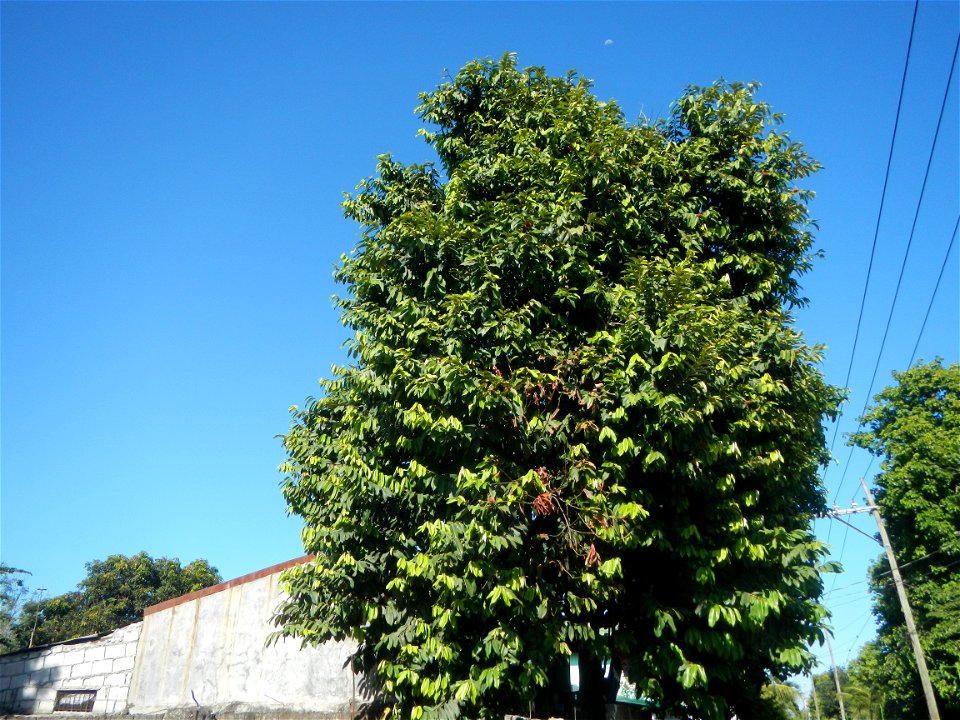 Diospyros blancoi Rueda, Plaridel, Bulacan Elementary School Dampol - Rueda, Plaridel, Bulacan Municipal and Farm-to-Market Roads (Construction of Plaridel - Calumpit, Bulacan via San Marcos Road) Con