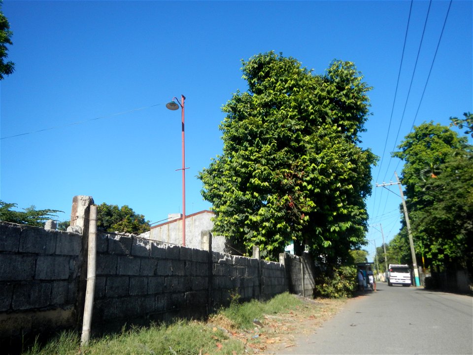 Diospyros blancoi Rueda, Plaridel, Bulacan Elementary School Dampol - Rueda, Plaridel, Bulacan Municipal and Farm-to-Market Roads (Construction of Plaridel - Calumpit, Bulacan via San Marcos Road) Con