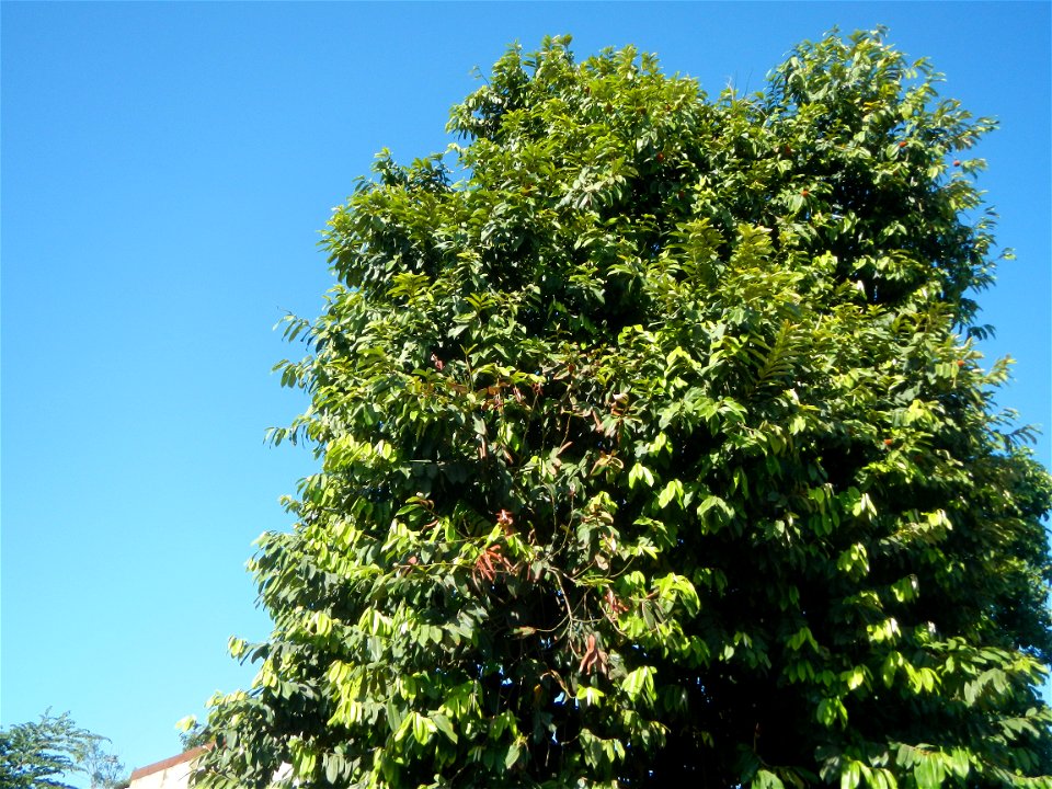 Diospyros blancoi Rueda, Plaridel, Bulacan Elementary School Dampol - Rueda, Plaridel, Bulacan Municipal and Farm-to-Market Roads (Construction of Plaridel - Calumpit, Bulacan via San Marcos Road) Con