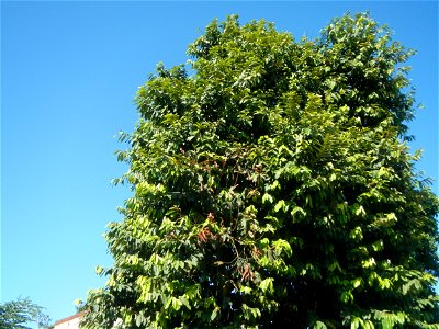 Diospyros blancoi Rueda, Plaridel, Bulacan Elementary School Dampol - Rueda, Plaridel, Bulacan Municipal and Farm-to-Market Roads (Construction of Plaridel - Calumpit, Bulacan via San Marcos Road) Con