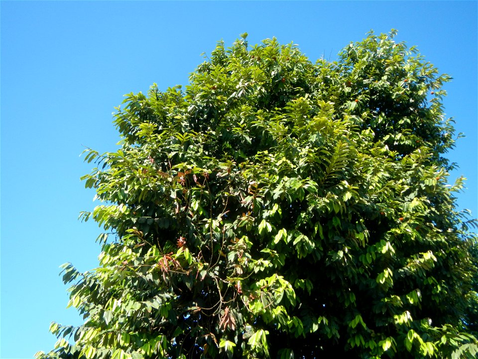 Diospyros blancoi Rueda, Plaridel, Bulacan Elementary School Dampol - Rueda, Plaridel, Bulacan Municipal and Farm-to-Market Roads (Construction of Plaridel - Calumpit, Bulacan via San Marcos Road) Con