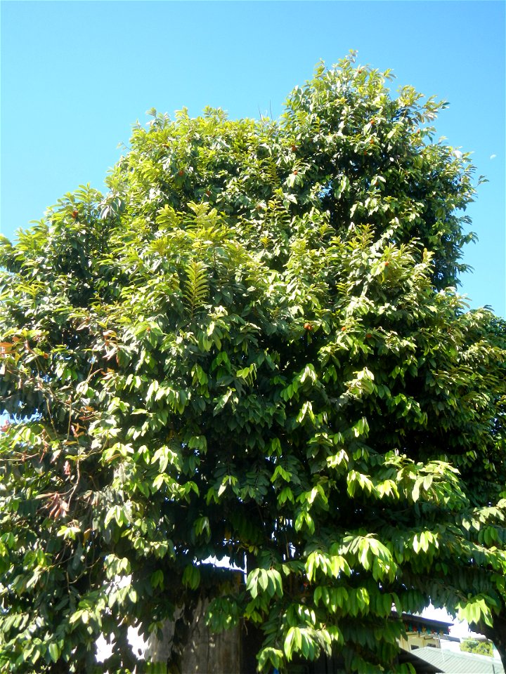 Diospyros blancoi Rueda, Plaridel, Bulacan Elementary School Dampol - Rueda, Plaridel, Bulacan Municipal and Farm-to-Market Roads (Construction of Plaridel - Calumpit, Bulacan via San Marcos Road) Con