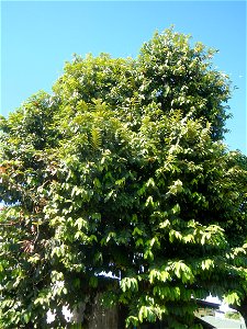Diospyros blancoi Rueda, Plaridel, Bulacan Elementary School Dampol - Rueda, Plaridel, Bulacan Municipal and Farm-to-Market Roads (Construction of Plaridel - Calumpit, Bulacan via San Marcos Road) Con