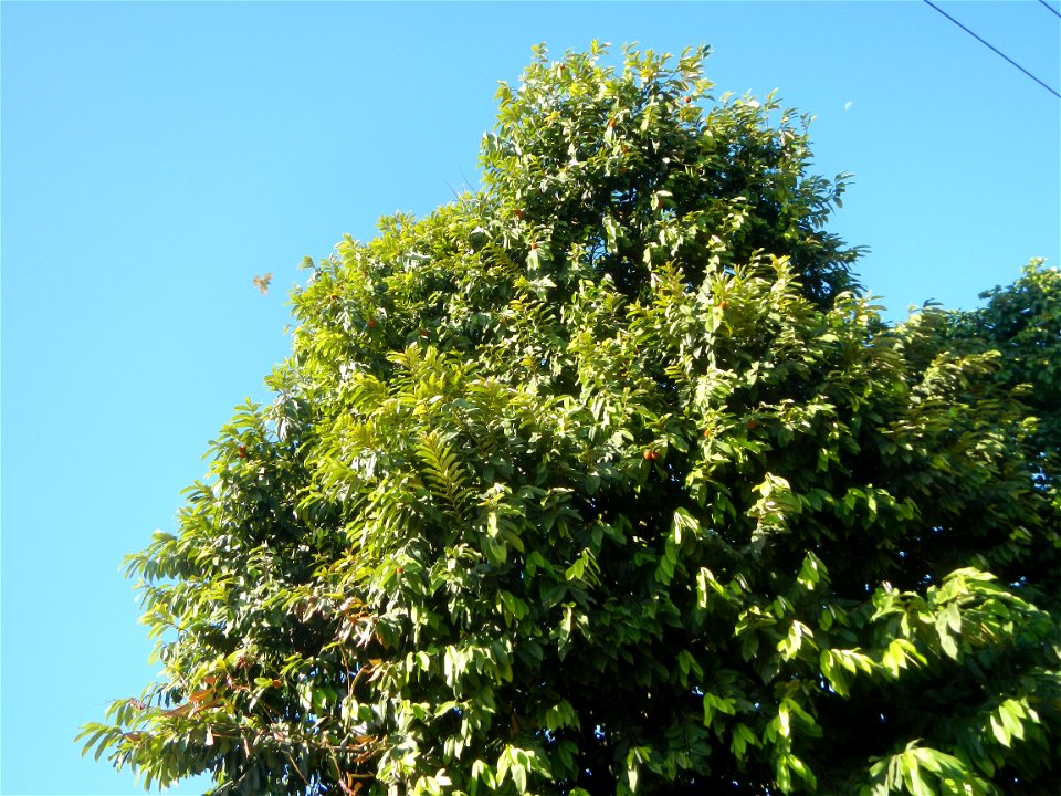 Diospyros blancoi Rueda, Plaridel, Bulacan Elementary School Dampol - Rueda, Plaridel, Bulacan Municipal and Farm-to-Market Roads (Construction of Plaridel - Calumpit, Bulacan via San Marcos Road) Con
