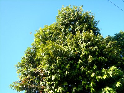 Diospyros blancoi Rueda, Plaridel, Bulacan Elementary School Dampol - Rueda, Plaridel, Bulacan Municipal and Farm-to-Market Roads (Construction of Plaridel - Calumpit, Bulacan via San Marcos Road) Con