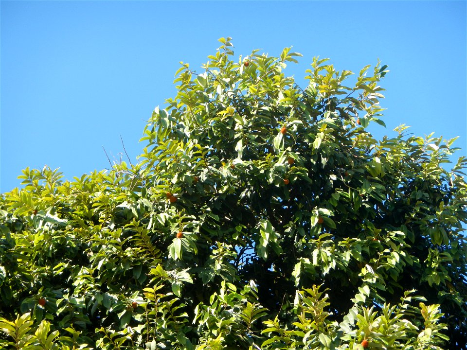 Diospyros blancoi Rueda, Plaridel, Bulacan Elementary School Dampol - Rueda, Plaridel, Bulacan Municipal and Farm-to-Market Roads (Construction of Plaridel - Calumpit, Bulacan via San Marcos Road) Con