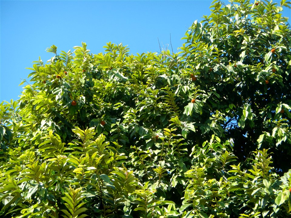 Diospyros blancoi Rueda, Plaridel, Bulacan Elementary School Dampol - Rueda, Plaridel, Bulacan Municipal and Farm-to-Market Roads (Construction of Plaridel - Calumpit, Bulacan via San Marcos Road) Con