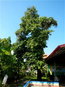 Balayong Elementary School Bisita ng Balayong along the Paddy fields, grasslands, trees and fishponds (Balayong, Malolos City, Bulacan Farm-to-Market Road) connecting into or with Balite, City of Malo