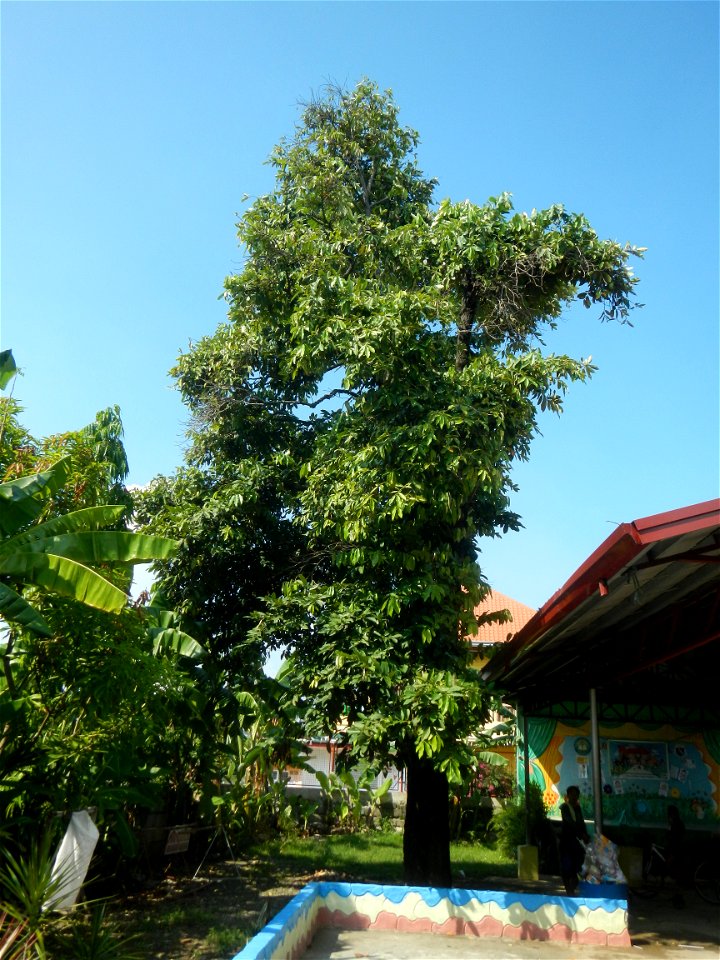 Balayong Elementary School Bisita ng Balayong along the Paddy fields, grasslands, trees and fishponds (Balayong, Malolos City, Bulacan Farm-to-Market Road) connecting into or with Balite, City of Malo