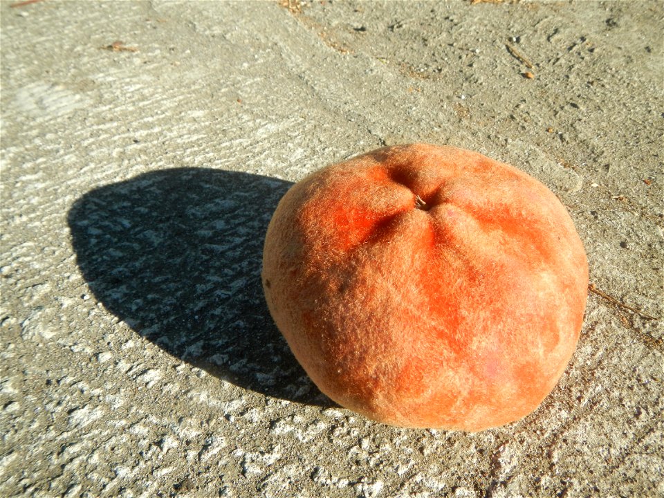 Diospyros blancoi Mabolo fruit of the Philippines (Note: Judge Florentino Floro, the owner, to repeat, Donor Florentino Floro of all these photos hereby donate gratuitously, freely and unconditionally