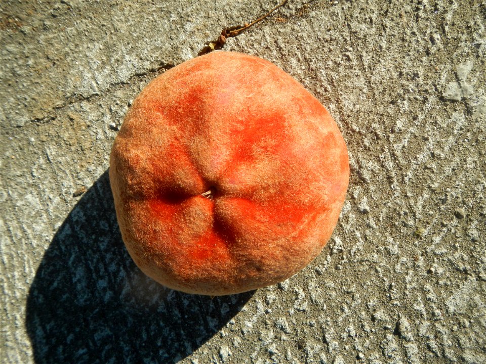 Diospyros blancoi Mabolo fruit of the Philippines (Note: Judge Florentino Floro, the owner, to repeat, Donor Florentino Floro of all these photos hereby donate gratuitously, freely and unconditionally
