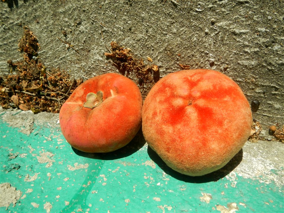 Diospyros blancoi Mabolo fruit of the Philippines (Note: Judge Florentino Floro, the owner, to repeat, Donor Florentino Floro of all these photos hereby donate gratuitously, freely and unconditionally