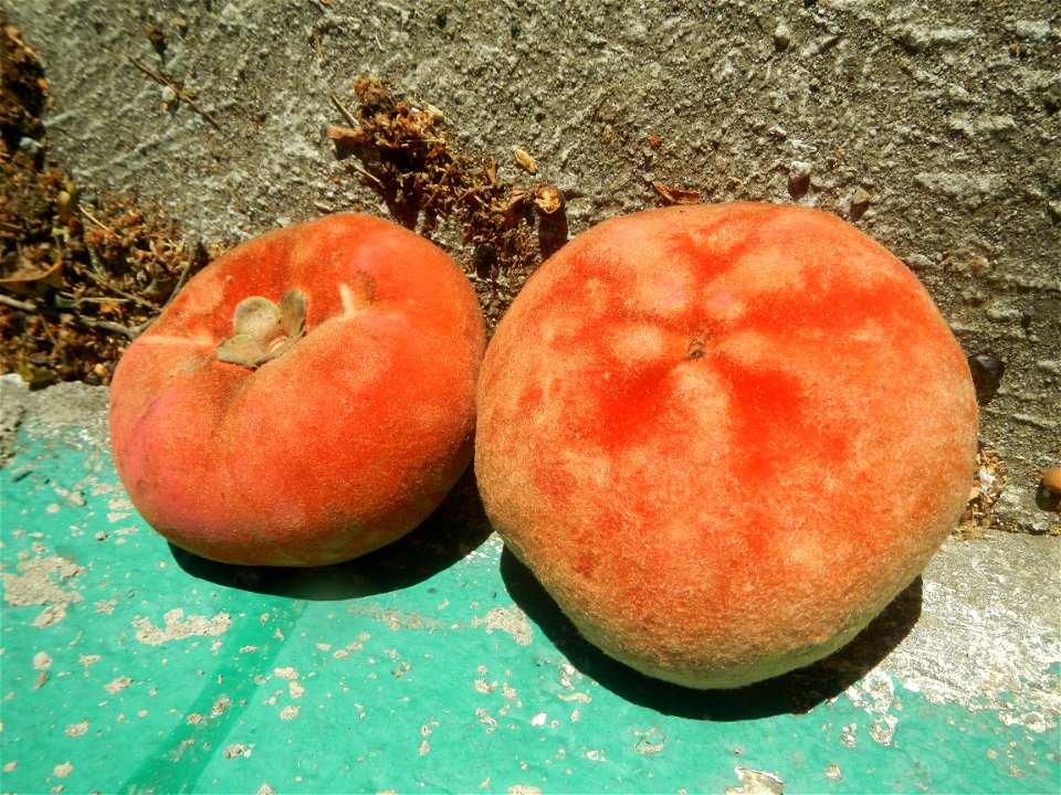 Diospyros blancoi Mabolo fruit of the Philippines (Note: Judge Florentino Floro, the owner, to repeat, Donor Florentino Floro of all these photos hereby donate gratuitously, freely and unconditionally