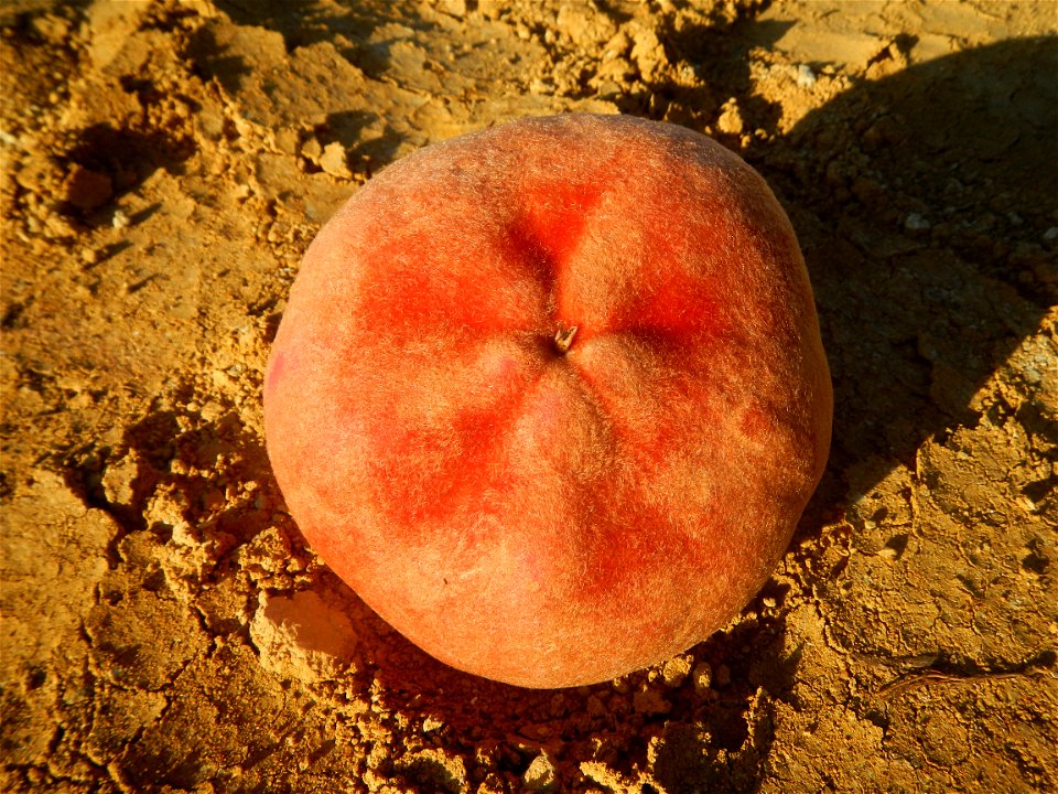 Diospyros blancoi Mabolo fruit of the Philippines (Note: Judge Florentino Floro, the owner, to repeat, Donor Florentino Floro of all these photos hereby donate gratuitously, freely and unconditionally