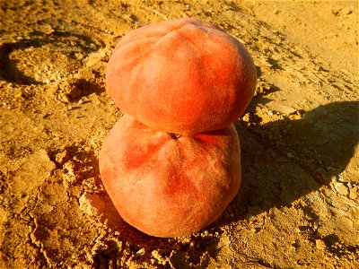 Diospyros blancoi Mabolo fruit of the Philippines (Note: Judge Florentino Floro, the owner, to repeat, Donor Florentino Floro of all these photos hereby donate gratuitously, freely and unconditionally