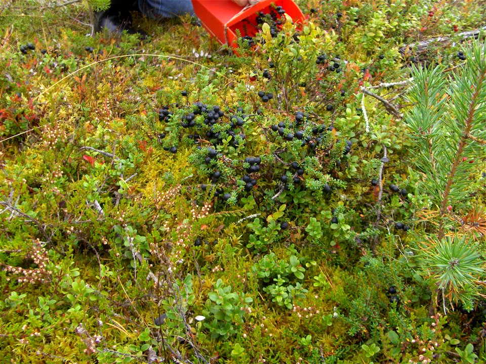 A lady picking crowberry with a combine in Northern Finland