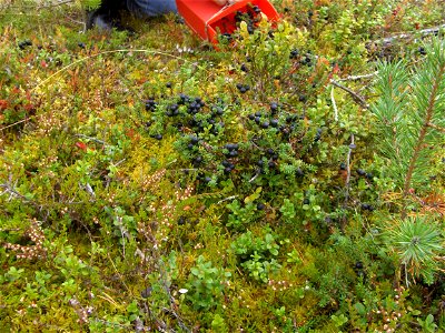 A lady picking crowberry with a combine in Northern Finland photo