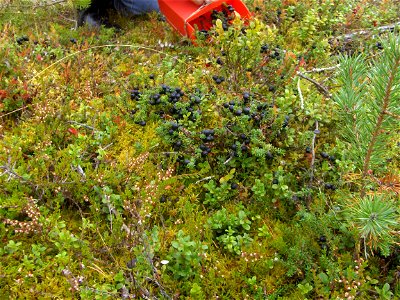 A lady picking crowberry with a combine in Northern Finland