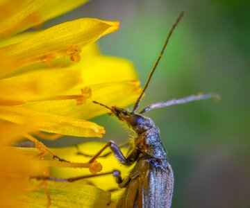 Insect macro beetle