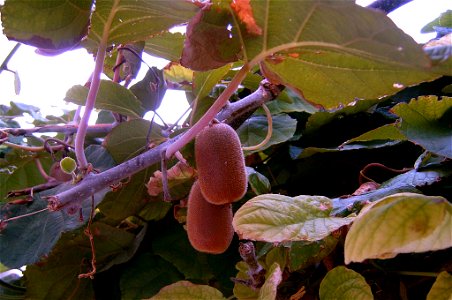 Kiwi fruit on vine