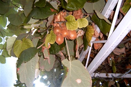 Kiwifruit on vine