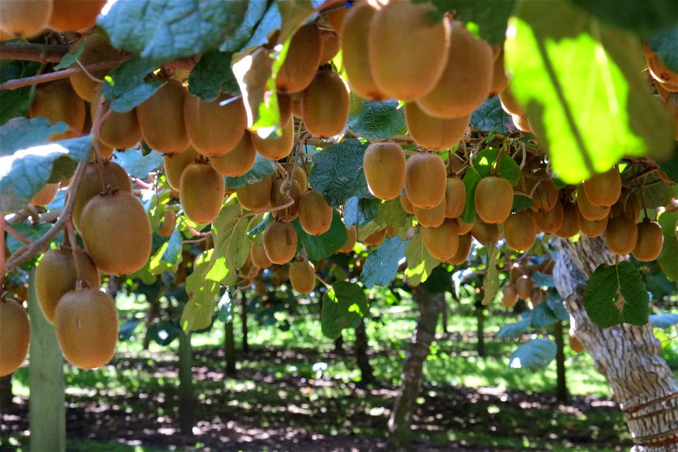Green kiwifruit on vines - almost ready for harvesting
