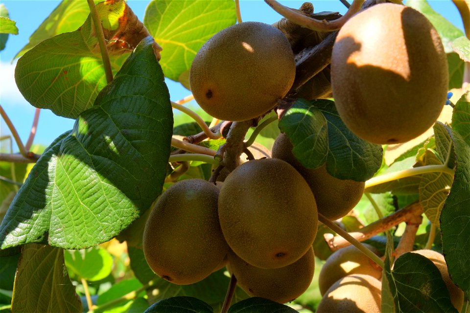 New variety of golden kiwifruit (Gold3 'Sungold') almost ready for harvesting