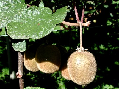 Ripe kiwifruit on vine (in New Zealand).