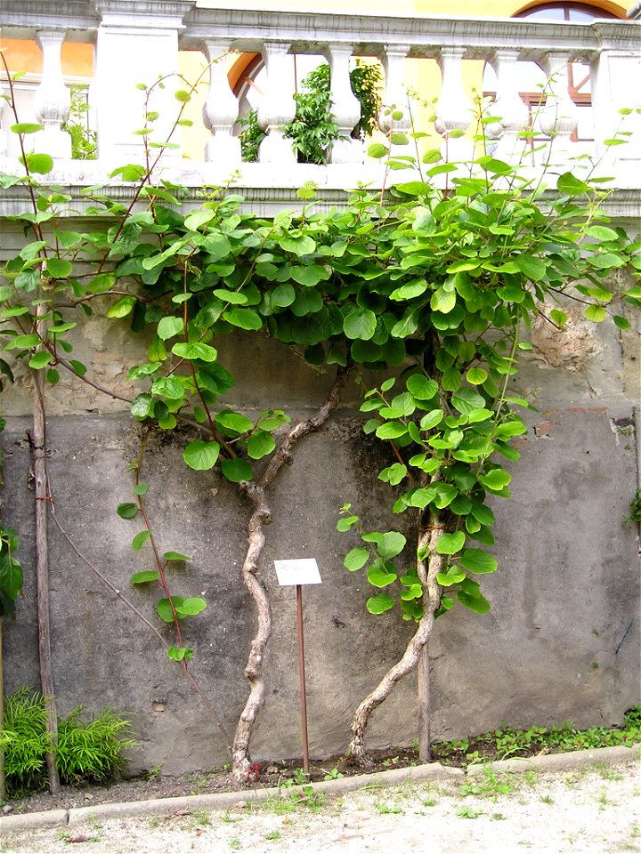 Actinidia chinensis im Botanischen Garten von Padua