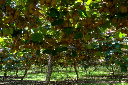 View across kiwifruit orchard under vines full with kiwifruit