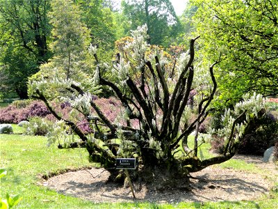 Erica arborea. Botanical specimen on the grounds of the Villa Taranto (Verbania), Lake Maggiore, Italy.