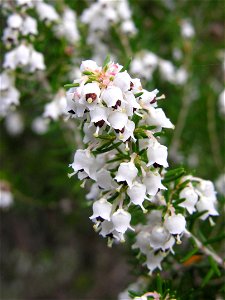 Flores de Erica arborea. Córcega.