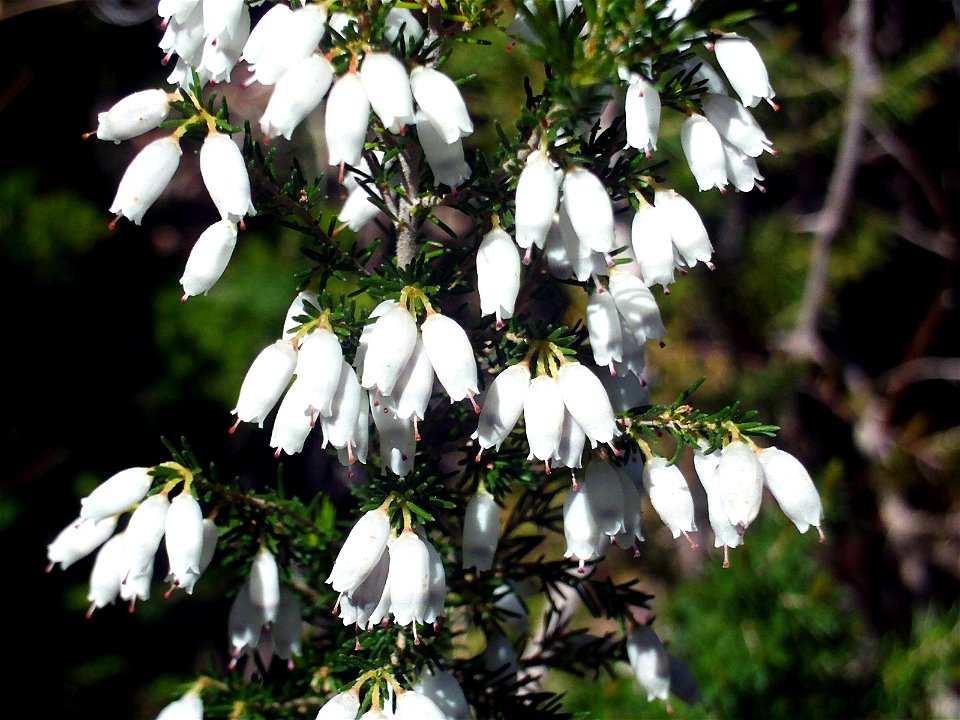 Erica arborea flowers close up, Sierra Madrona, Spain