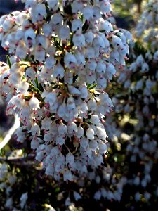 Erica arborea flower close up, Dehesa Boyal de Puertollano, Spain photo