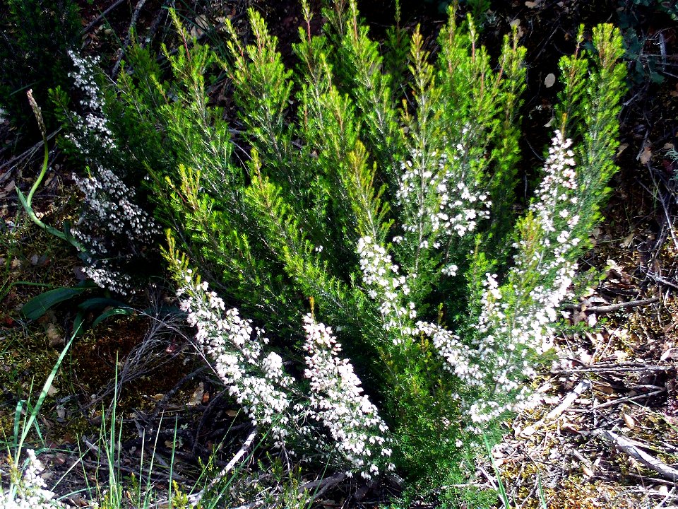 Erica arborea habit, Dehesa Boyal de Puertollano, Spain