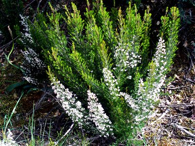 Erica arborea habit, Dehesa Boyal de Puertollano, Spain photo