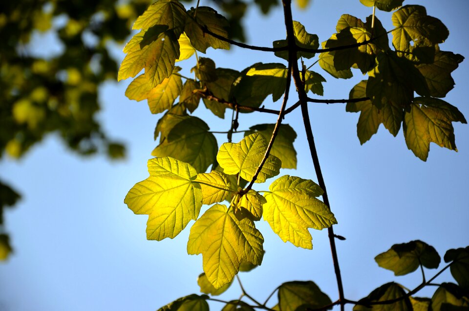Trees green branches