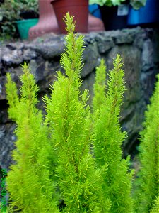 Tree Heath (Erica arborea)