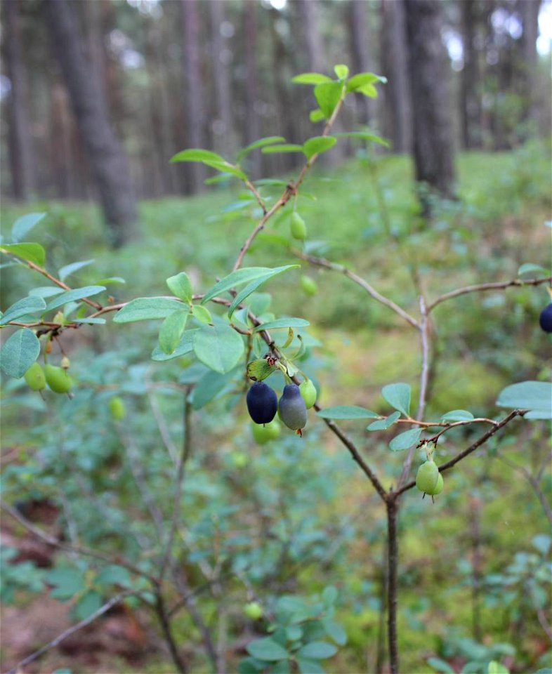 Vaccinium uliginosum, Słowiński Park Narodowy,wood between seashore (Baltic sea) and lake Jezioro Sarbsko