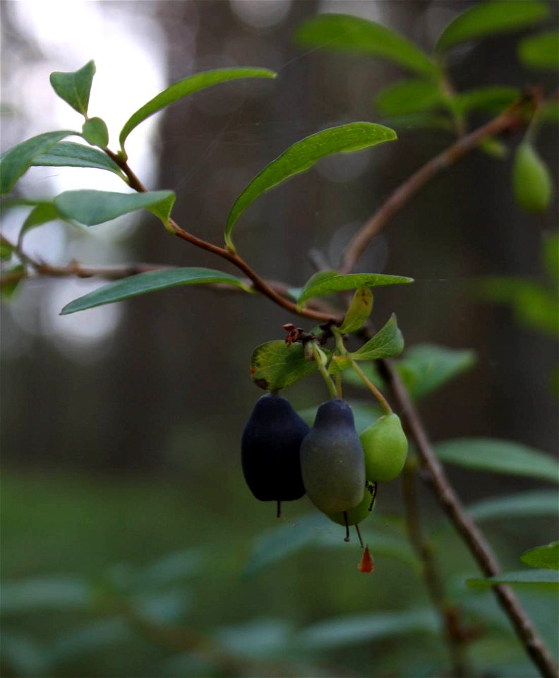 Vaccinium uliginosum, Słowiński Park Narodowy,wood between seashore (Baltic sea) and lake Jezioro Sarbsko