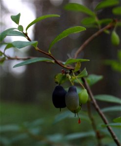 Vaccinium uliginosum, Słowiński Park Narodowy,wood between seashore (Baltic sea) and lake Jezioro Sarbsko