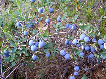 Vaccinium uliginosum
