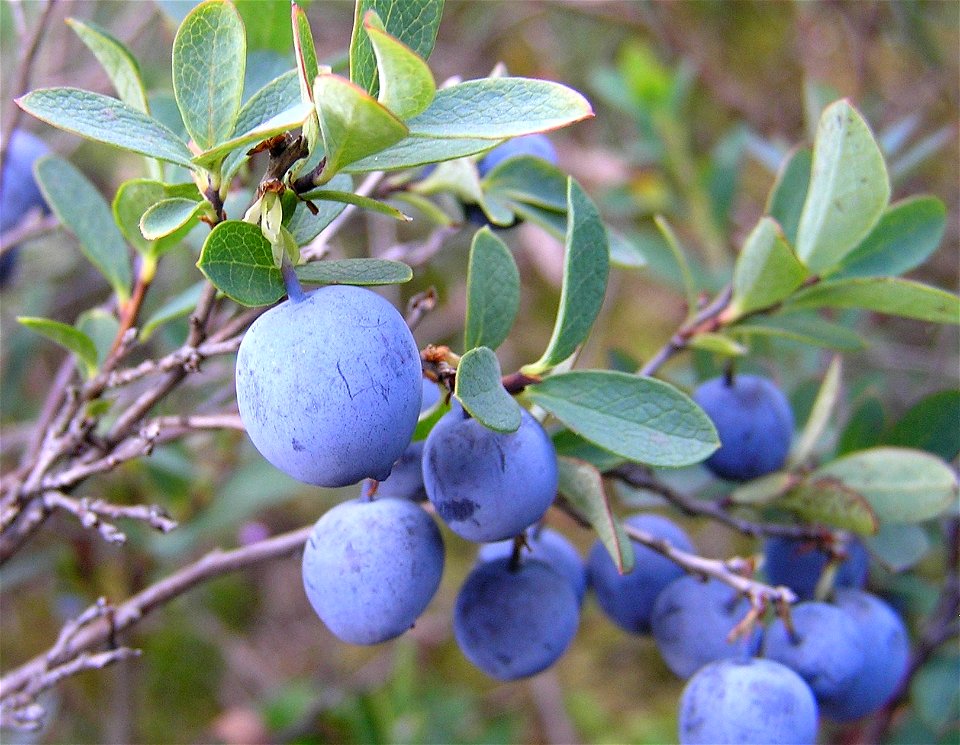 Vaccinium uliginosum