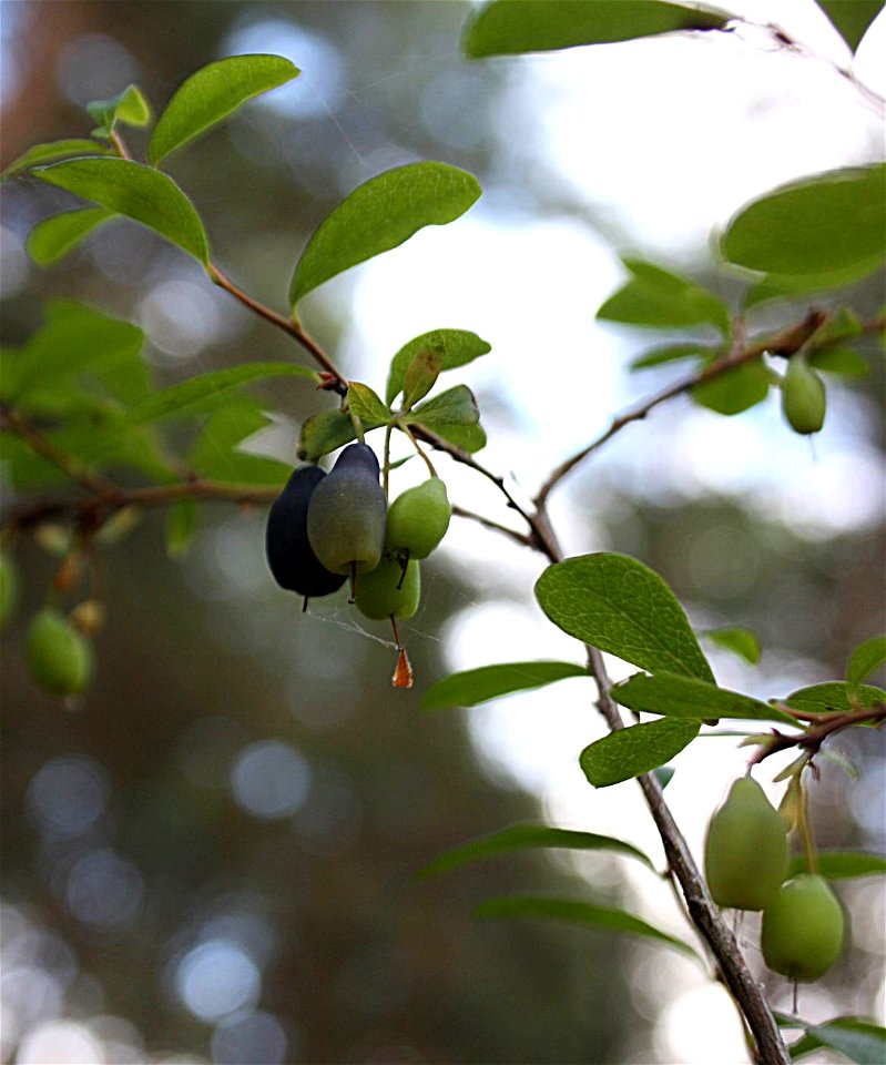 Vaccinium uliginosum,Słowiński Park Narodowy,wood between seashore (Baltic sea) and lake Jezioro Sarbsko